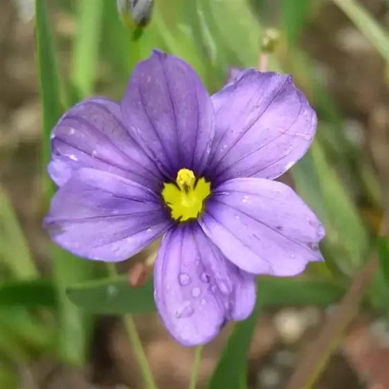 Sisyrinchium 'Sapphire'