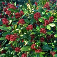 Skimmia