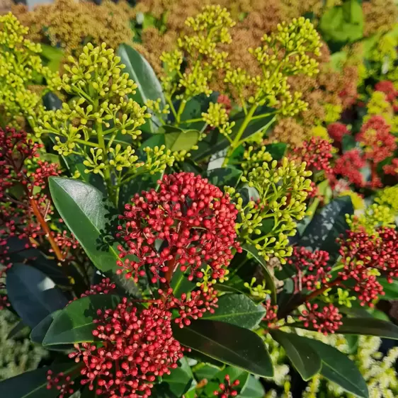 Skimmia japonica 'Festival' (M) 3L