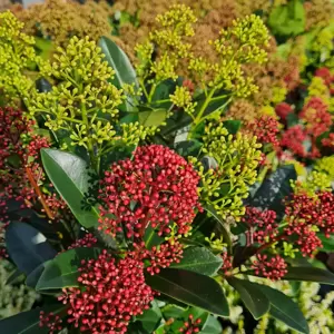 Skimmia japonica 'Festival' (M) 3L