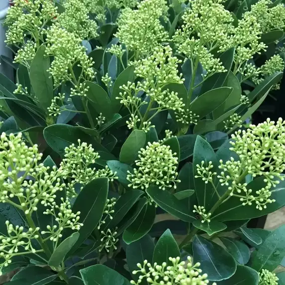 Skimmia japonica 'Finchy' (M) 1L