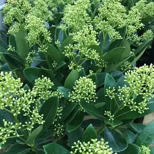 Skimmia 'Finchy' (M)