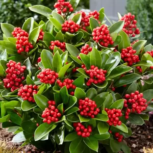 Skimmia japonica Gold Series 'Obsession' (F) 3L - image 2