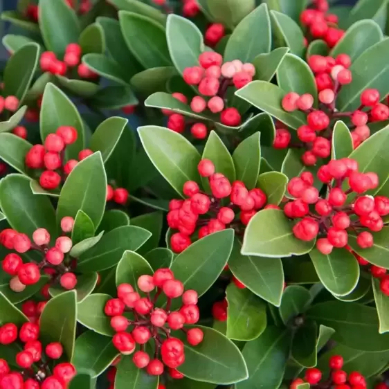 Skimmia japonica Gold Series 'Obsession' (F) 3L - image 1