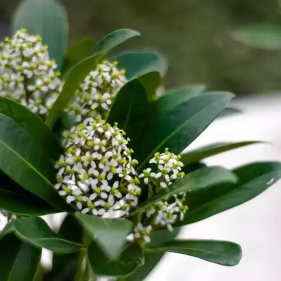 Skimmia japonica Gold Series 'Obsession' (F) 3L - image 3
