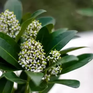 Skimmia japonica Gold Series 'Obsession' (F) 3L - image 3