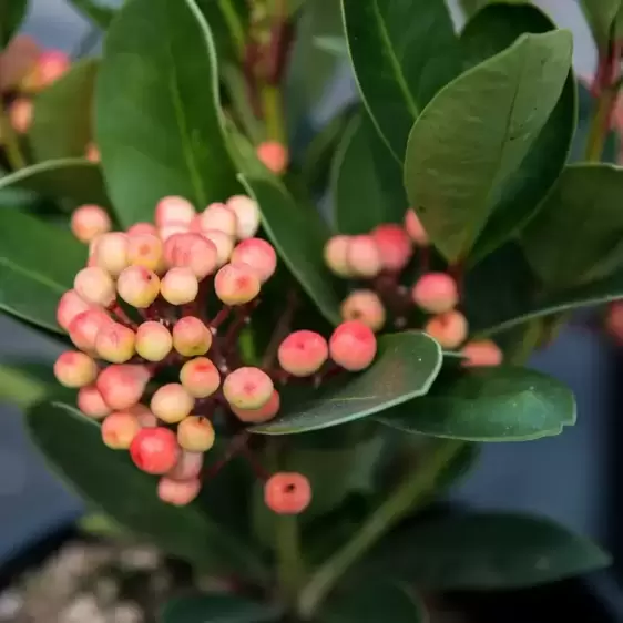 Skimmia japonica Gold Series 'Obsession' (F) 3L - image 4