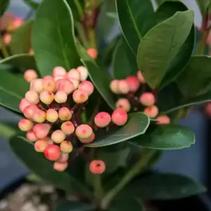 Skimmia japonica Gold Series 'Obsession' (F) 3L - image 4