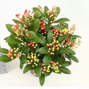 Skimmia japonica Gold Series 'Passion' (F) - image 1