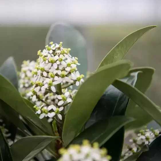Skimmia japonica Gold Series 'Passion' (F) - image 3