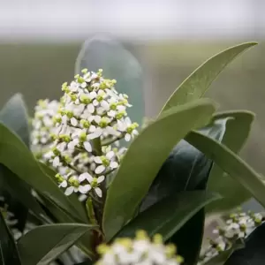 Skimmia japonica Gold Series 'Passion' (F) - image 3