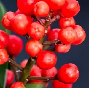 Skimmia japonica Gold Series 'Passion' (F) - image 2