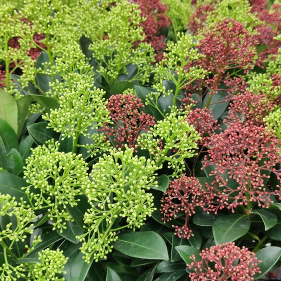 Skimmia japonica 'Carnaval' (M) - image 1