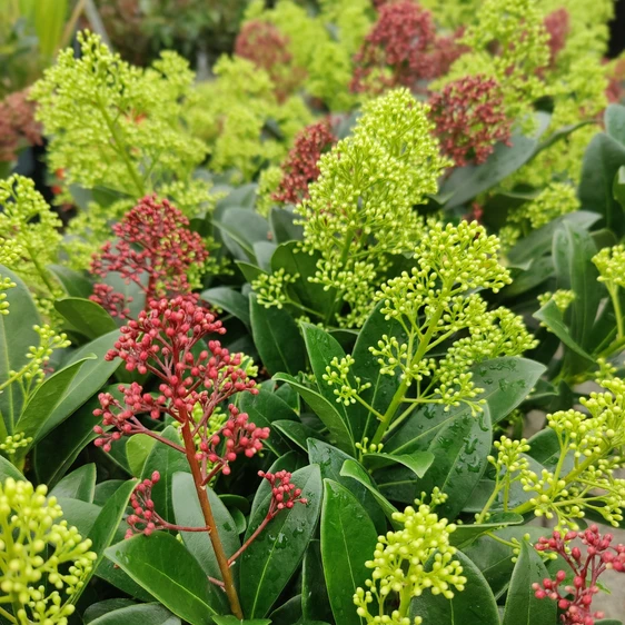 Skimmia japonica 'Carnaval' (M) - image 2