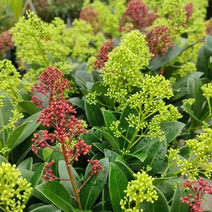 Skimmia japonica 'Carnaval' (M) - image 2