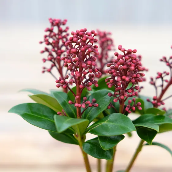 Skimmia japonica 'Celebrations' (M) 3L