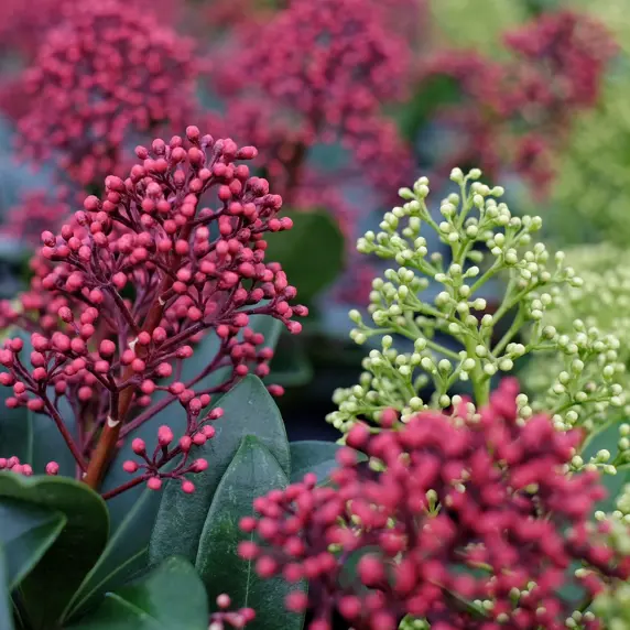 Skimmia japonica 'Double Diamond' (M) 10.5cm