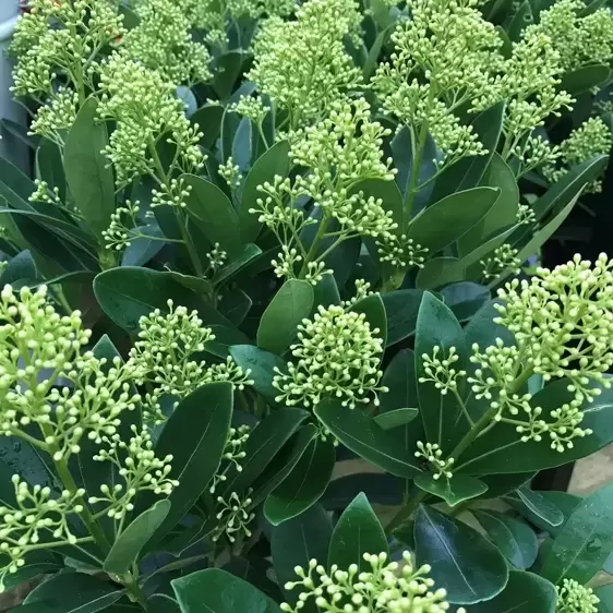 Skimmia japonica 'Finchy' (M) 3L