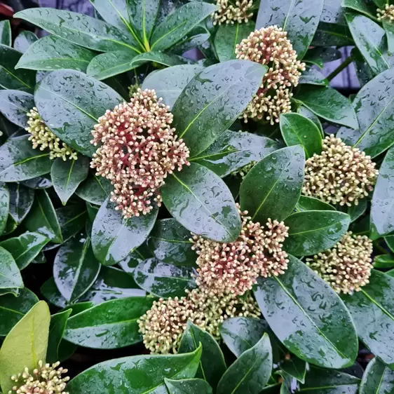 Skimmia japonica 'Fragrans' (M)