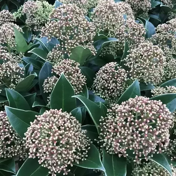 Skimmia japonica 'Fragrant Cloud' (M) 5L