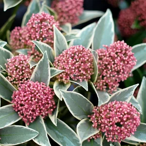 Skimmia japonica 'Magic Marlot' (M) 9.5cm