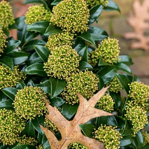 Skimmia japonica 'Marlot' (M) 9.5cm