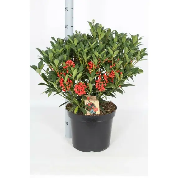 Skimmia japonica 'Pabella' (F) 11L - image 2