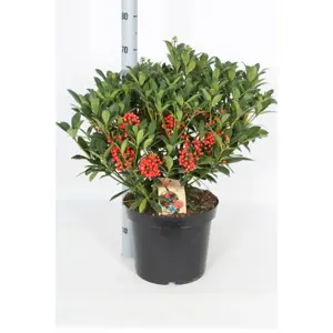 Skimmia japonica 'Pabella' (F) 11L - image 2