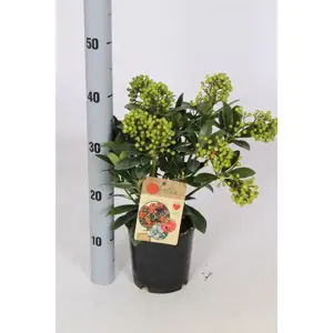 Skimmia japonica 'Pabella' (F) 1.5L - image 2
