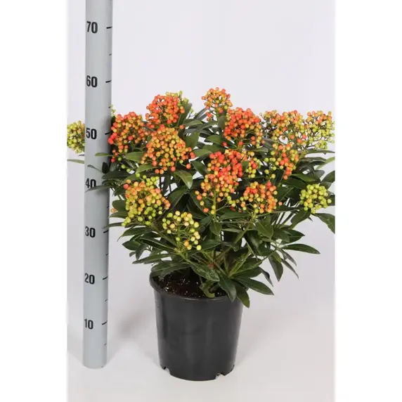 Skimmia japonica 'Pabella' (F) 5L - image 2