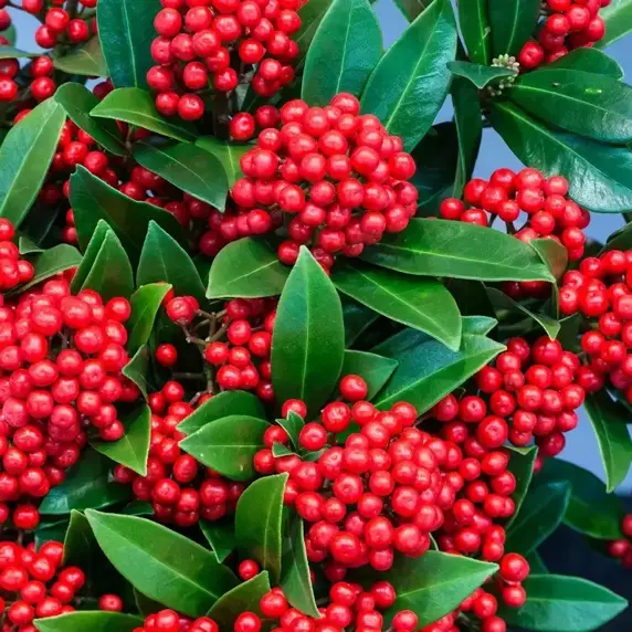 Skimmia japonica 'Pabella' (F) 1.5L - image 1