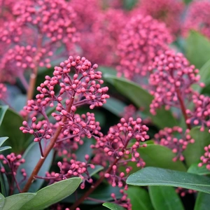 Skimmia japonica 'Rubella' (M)