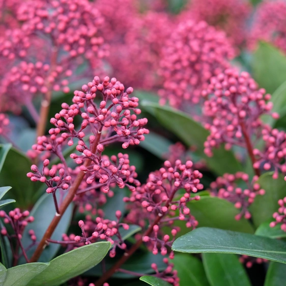 Skimmia japonica 'Rubella' (M) 1L