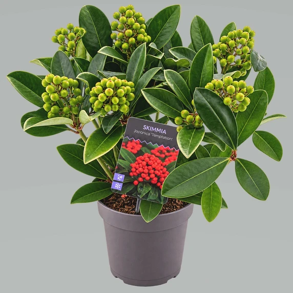 Skimmia japonica 'Temptation' (M/F) 1L - image 2