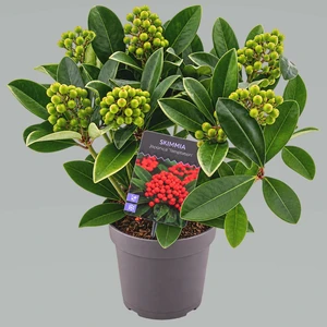 Skimmia japonica 'Temptation' (M/F) 1L - image 2