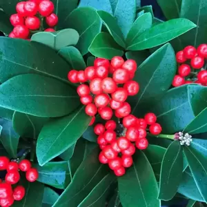 Skimmia japonica 'Temptation' 4+ Bunches Berries (M/F) 12cm