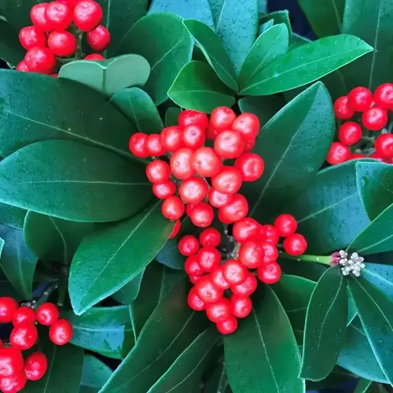 Skimmia japonica 'Temptation' (M/F) 1L - image 1