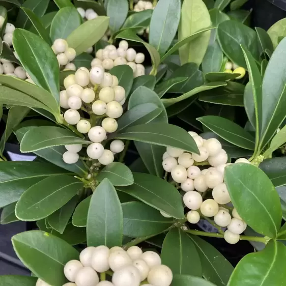 Skimmia japonica 'Temptation White' (F) 12cm - image 1