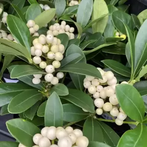 Skimmia japonica 'Temptation White' (F) 12cm - image 1