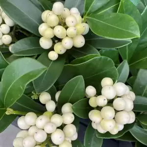Skimmia japonica 'Temptation White' (F) 12cm - image 2
