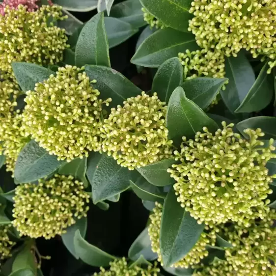 Skimmia japonica 'White Dwarf' (M) 9cm