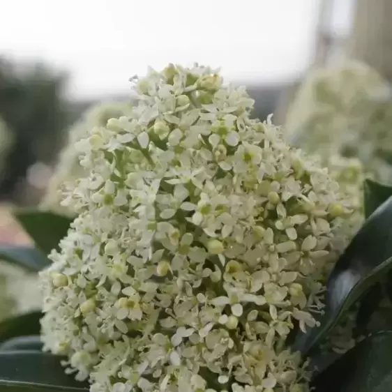 Skimmia japonica 'White Globe' (M) 3L - image 2