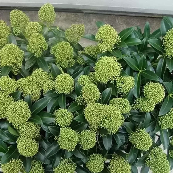Skimmia japonica 'White Globe' (M) 3L - image 3