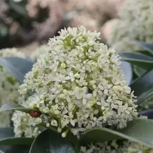 Skimmia japonica 'White Globe' (M) 3L - image 1