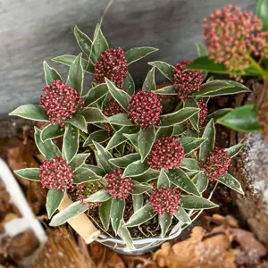 Skimmia 'Mystic Marlot' (M)