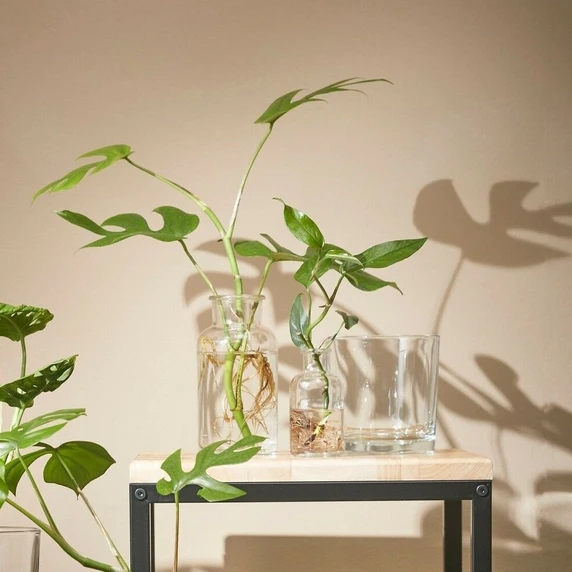 Skipp Terrarium Bottle - image 2