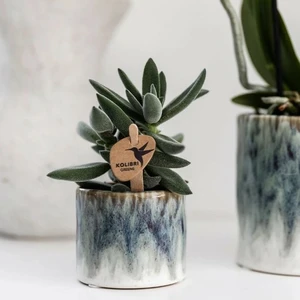 Sky Pot -  Ø 6cm - image 2