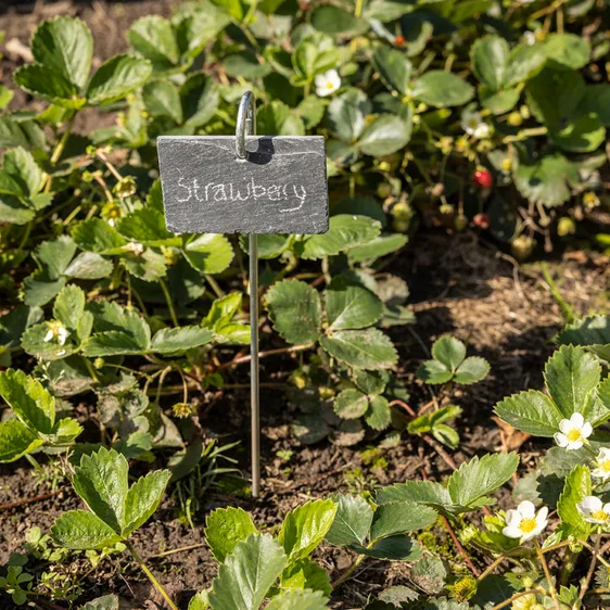 Slate Plant Marker Stake - image 1