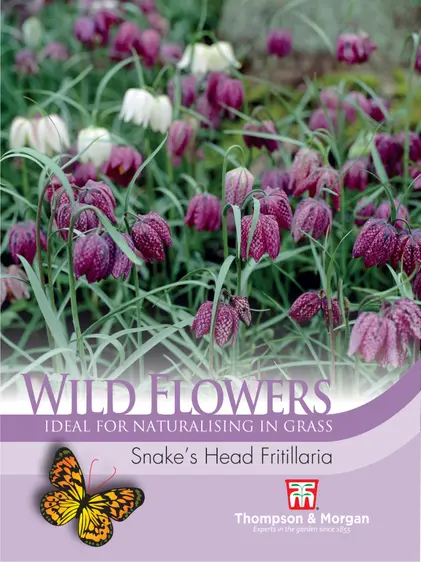 Snakes Head Fritillaria - image 1