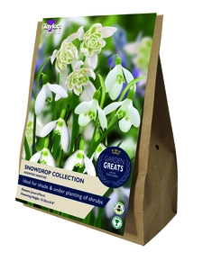 Snowdrop Collection